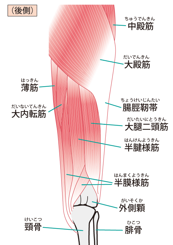 腸脛靭帯のイラスト